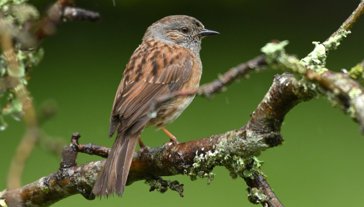 Plus de 600 000 observations sur Faune-Aquitaine en 2021 !